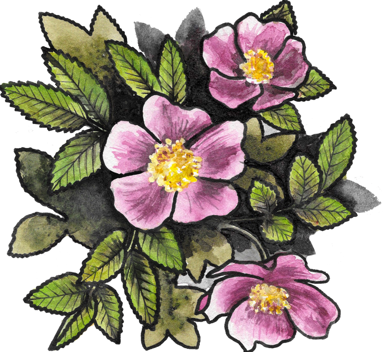 Wild Rose Sticker